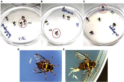 Is the Natural Instinct to Oviposit in Mated Female Oriental Fruit Fly, Bactrocera dorsalis More of a Brain-Independent Act?